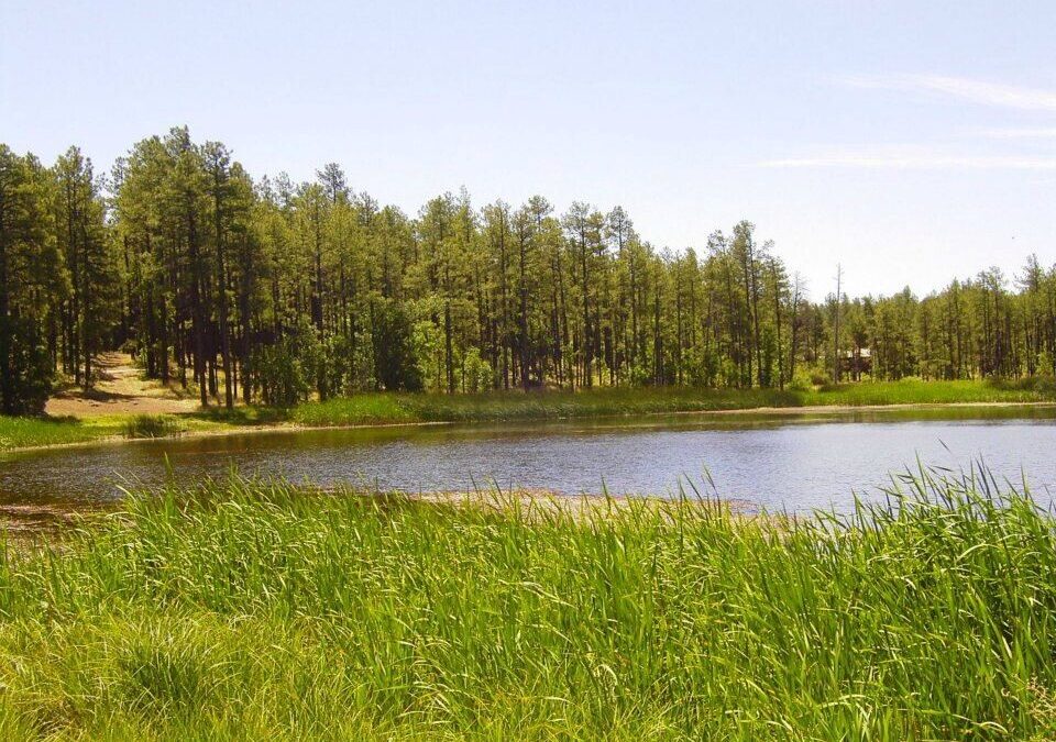 Woodland Lake Park